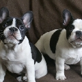 They would make great studies for salt and pepper shakers. Puppies French Bulldogs