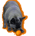 Coco the french bulldog